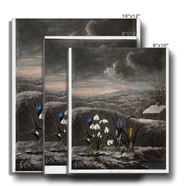 Snowdrops Canvas