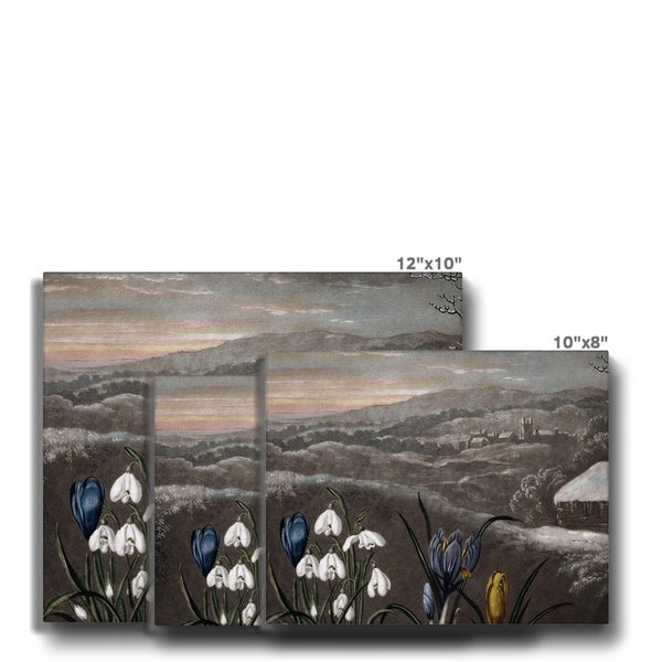 Snowdrops Canvas