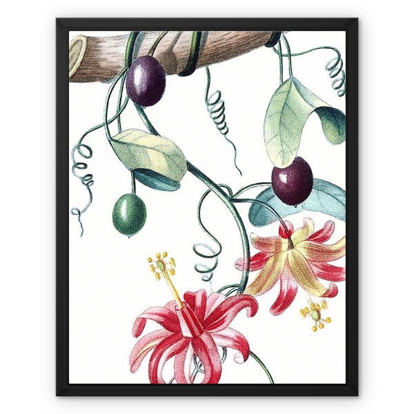 Passionvine Framed Canvas