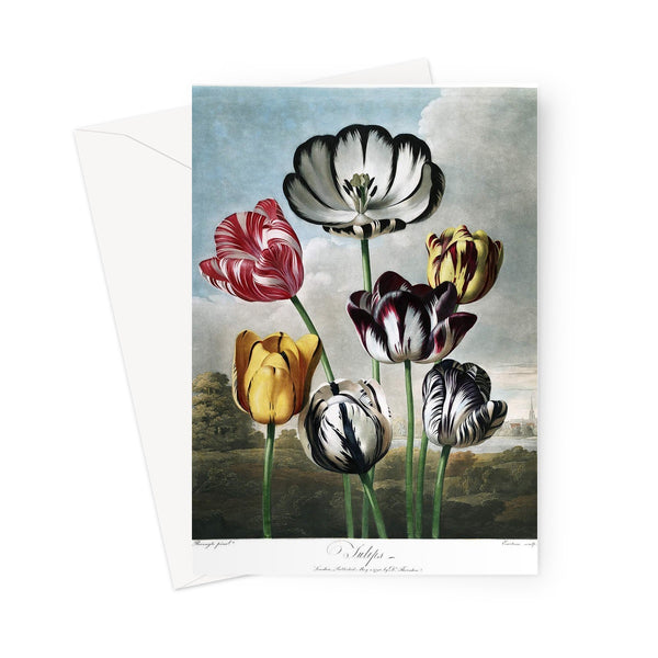 Tulips Greeting Card