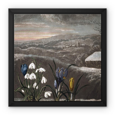 Snowdrops Framed Canvas