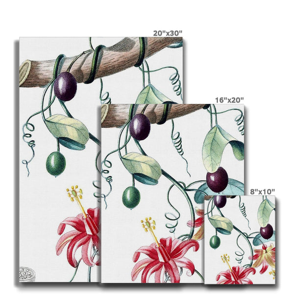 Passionvine Canvas