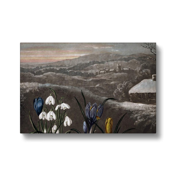 Snowdrops Canvas