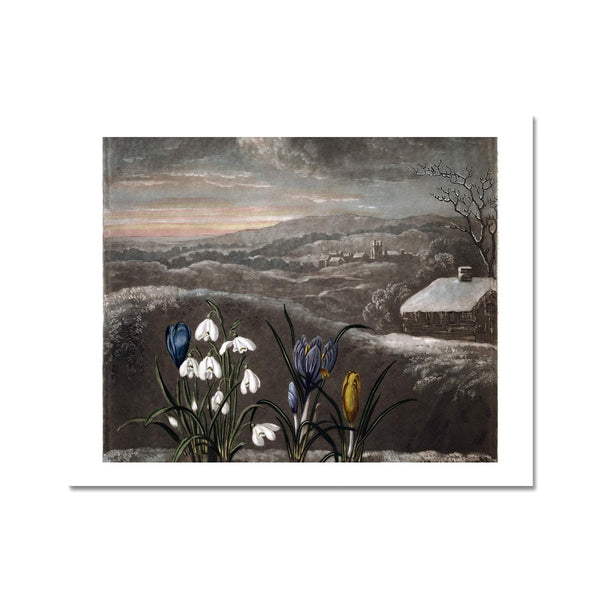 Snowdrops Fine Art Print