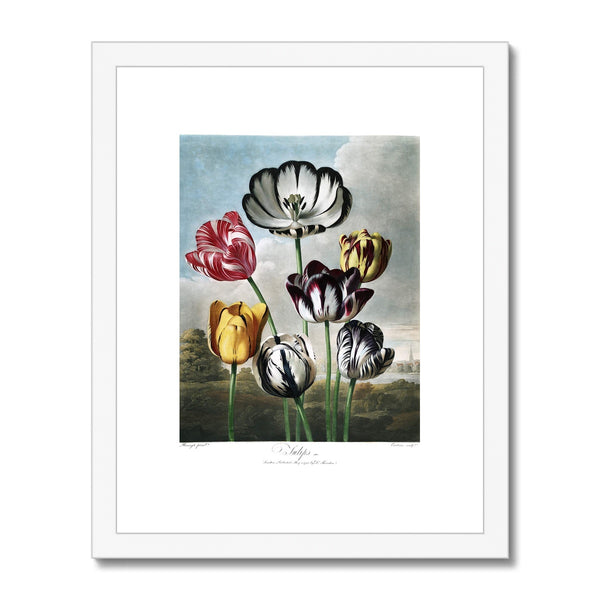 Tulips Framed & Mounted Print