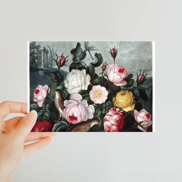 Roses Classic Postcard