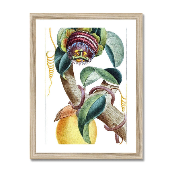 Lemons Framed Print