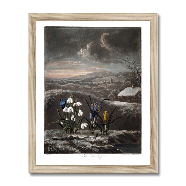 Snowdrops Framed Print