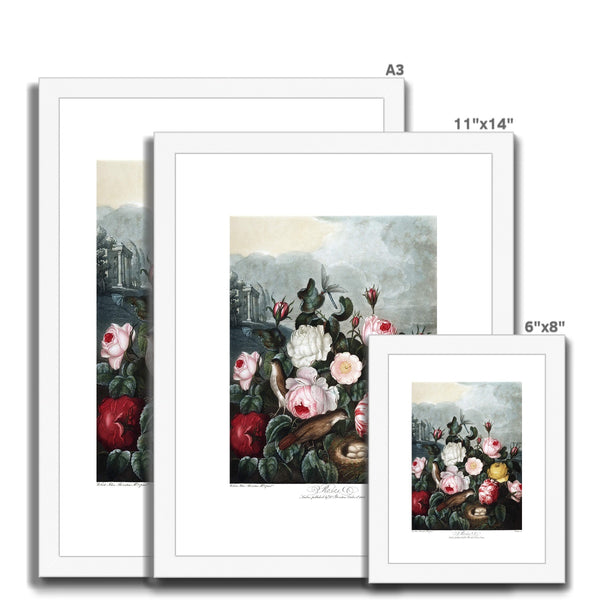 Roses Framed & Mounted Print