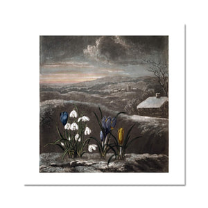 Snowdrops Fine Art Print