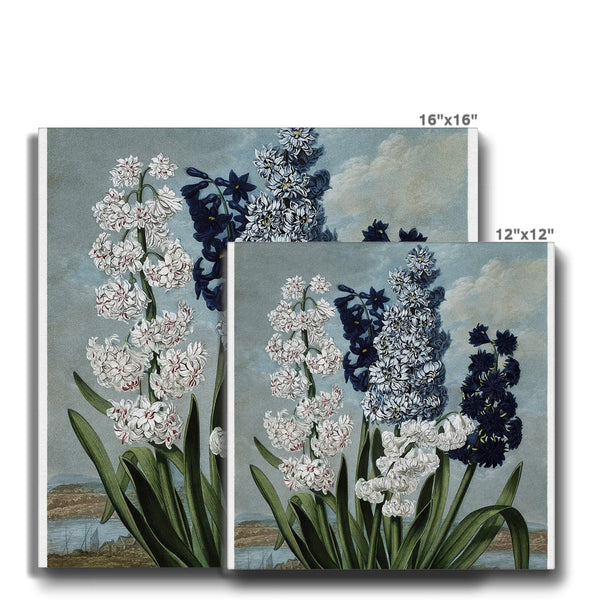 Hyacinths Canvas