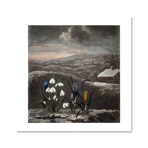 Snowdrops Photo Art Print