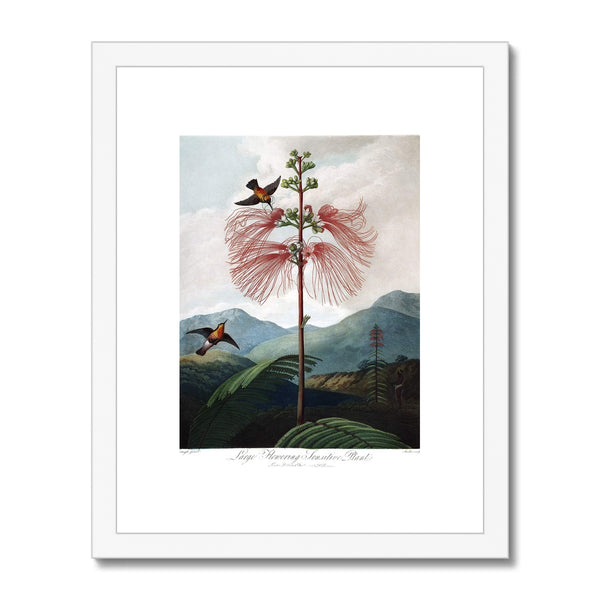 Calliandra Houstoniana Framed & Mounted Print