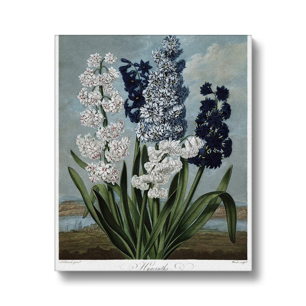 Hyacinths Canvas