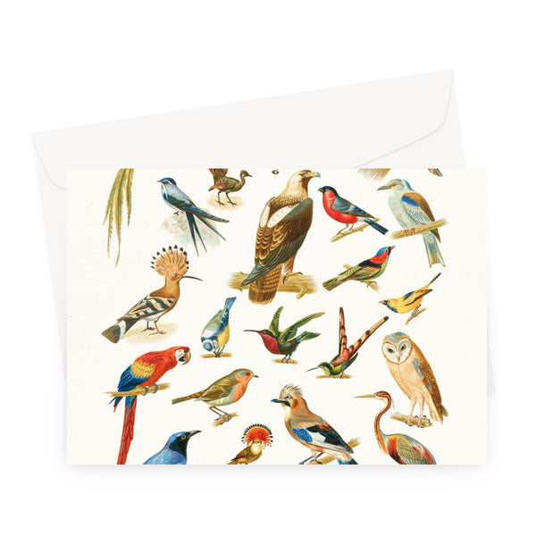 Birds of Paradise Greeting Card