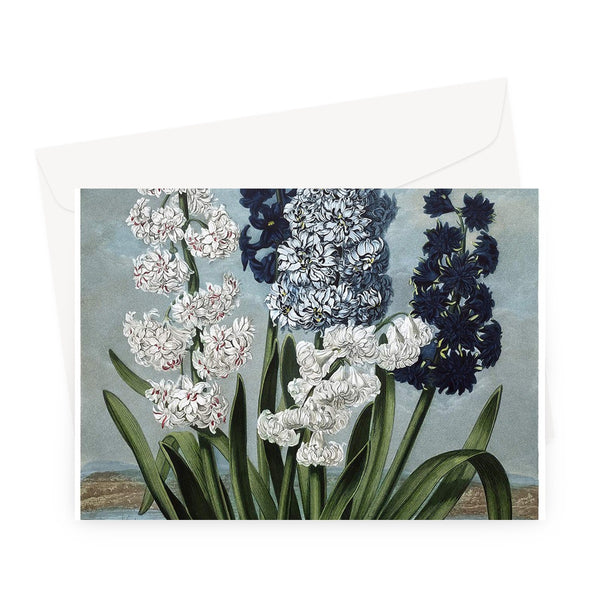 Hyacinths Greeting Card