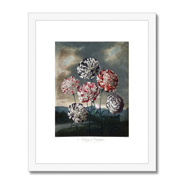 Carnations Framed & Mounted Print