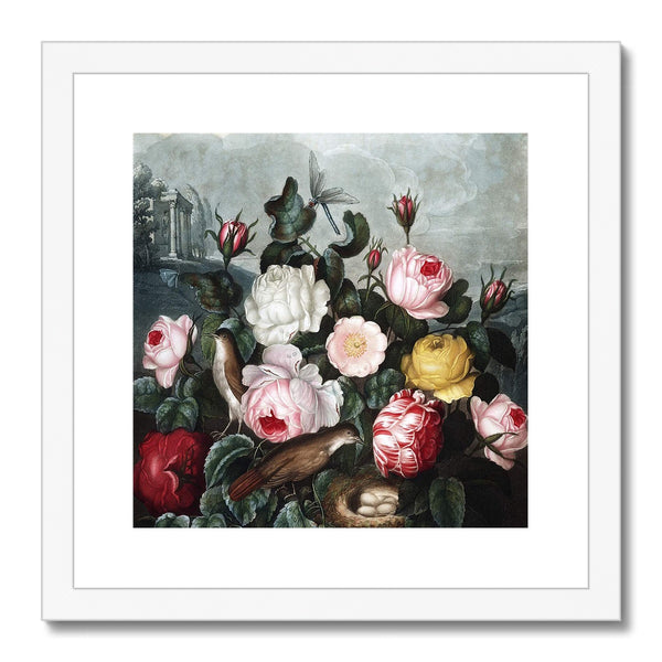 Roses Framed & Mounted Print