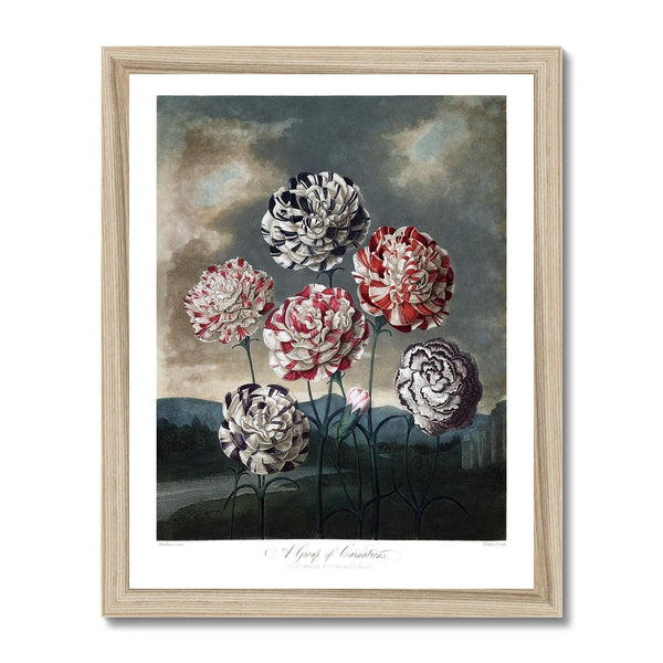 Carnations Framed Print