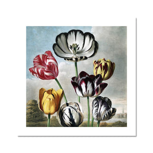 Tulips Fine Art Print