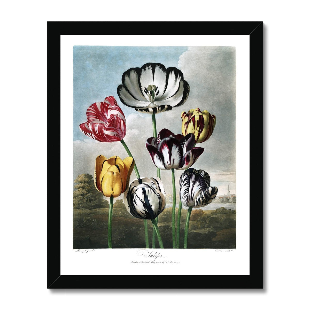 Tulips Framed Print