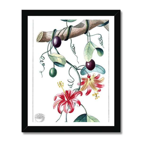 Passionvine Framed Print