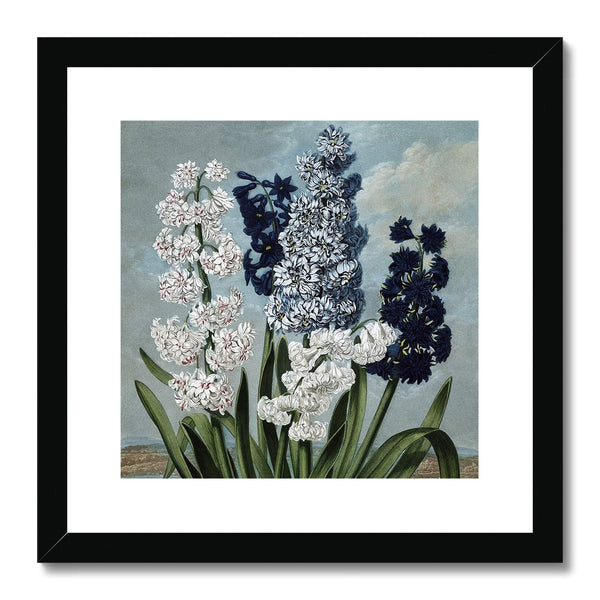 Hyacinths Framed & Mounted Print