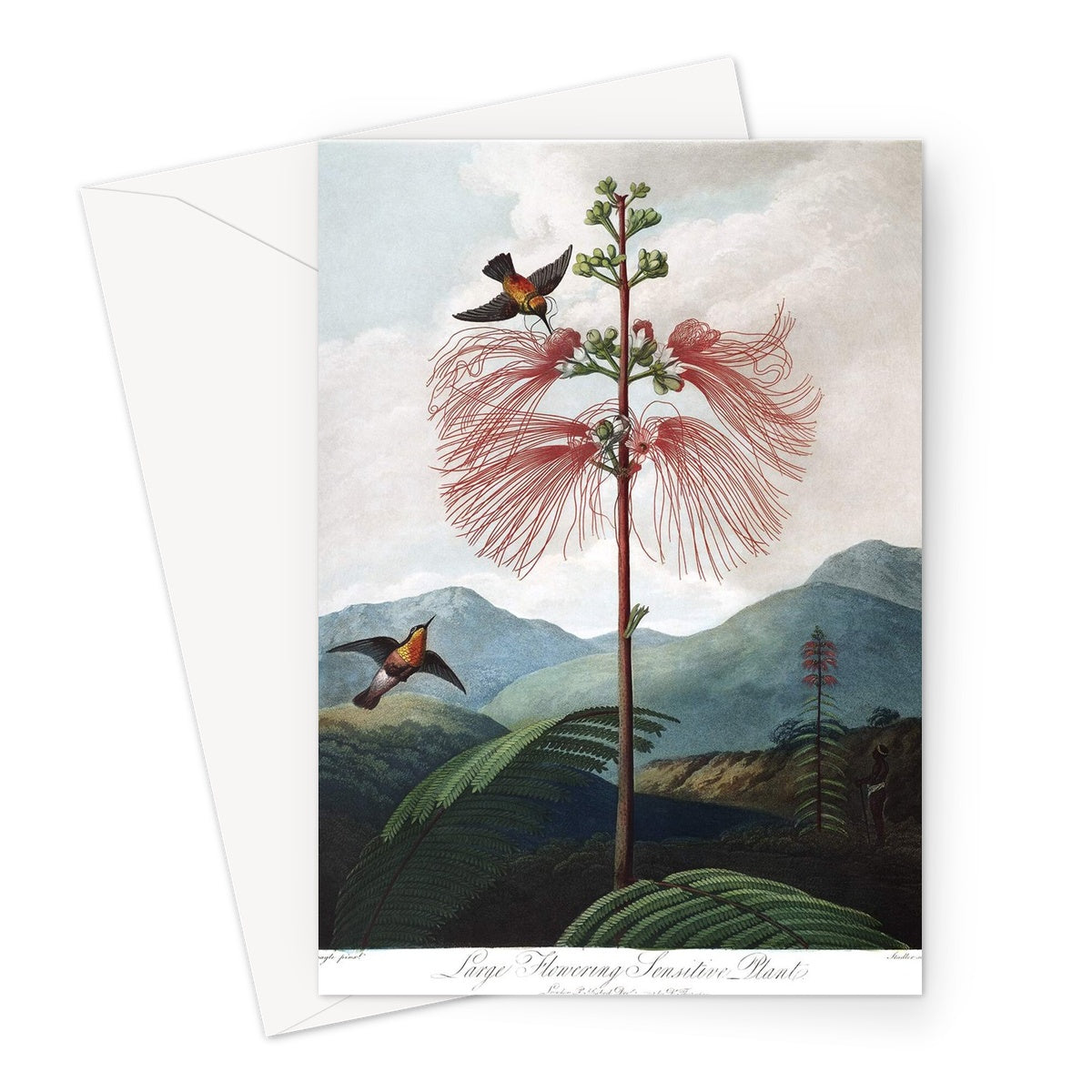 Calliandra Houstoniana Greeting Card