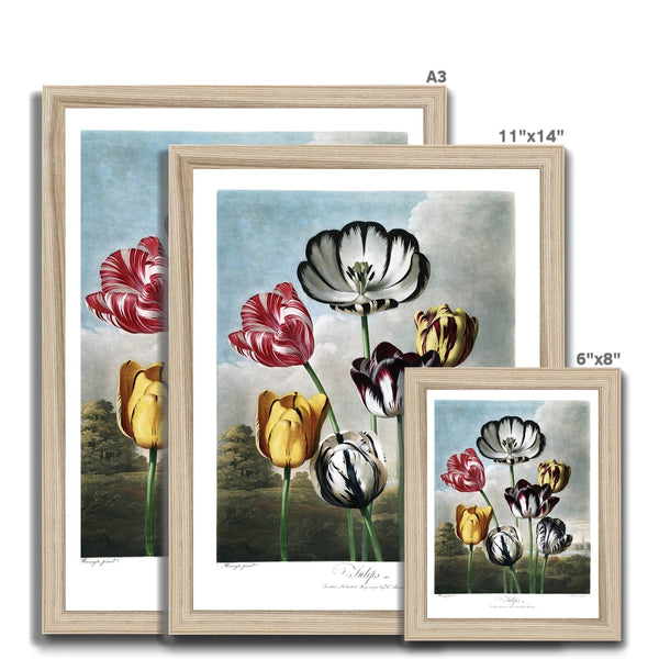 Tulips Framed Print