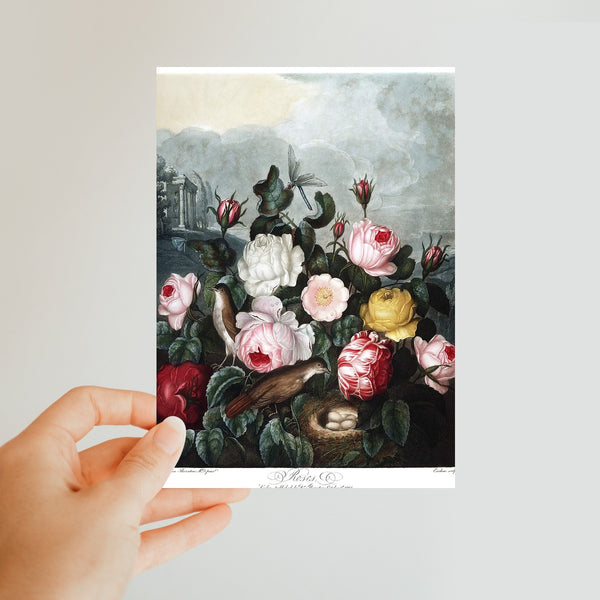 Roses Classic Postcard