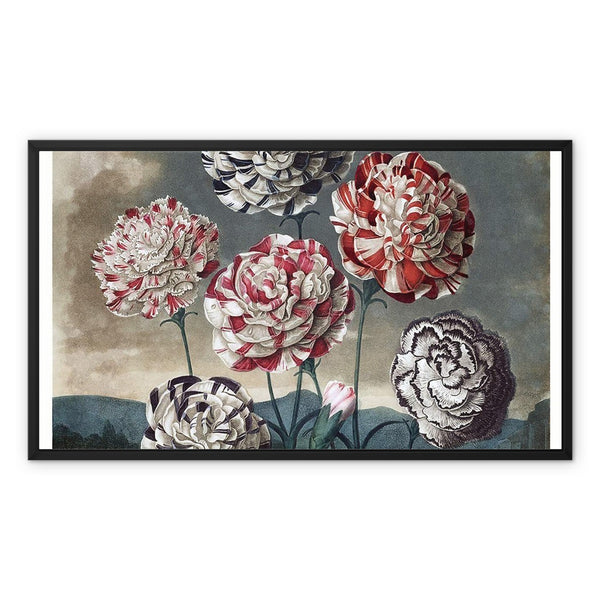 Carnations Framed Canvas