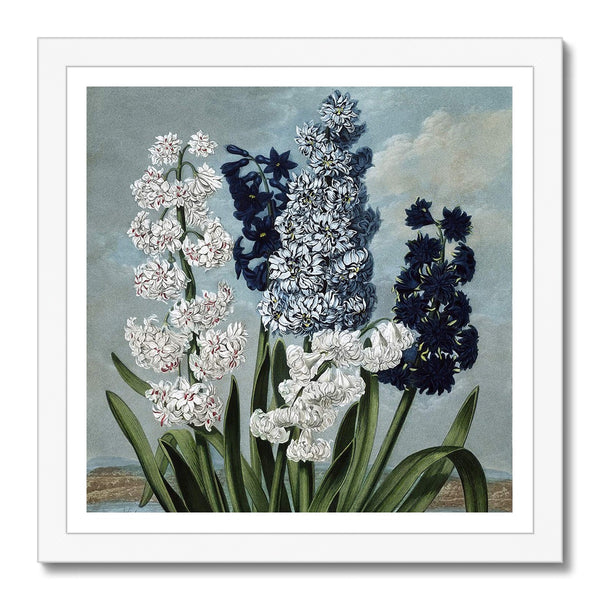 Hyacinths Framed Print