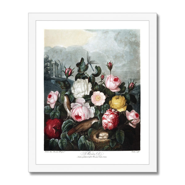 Roses Framed Print