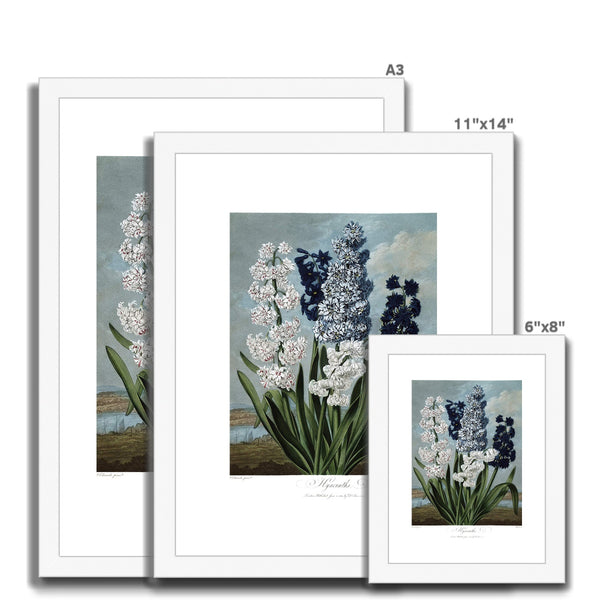 Hyacinths Framed & Mounted Print