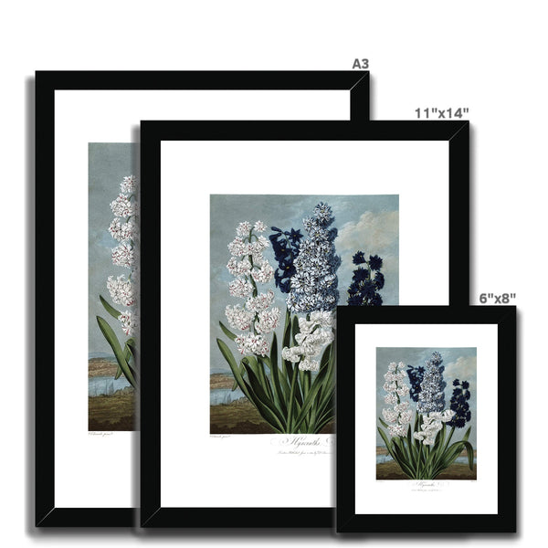 Hyacinths Framed & Mounted Print