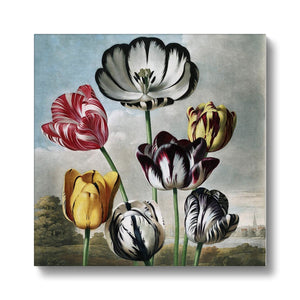 Tulips Canvas