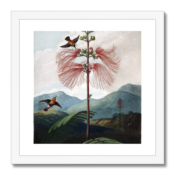 Calliandra Houstoniana Framed Print