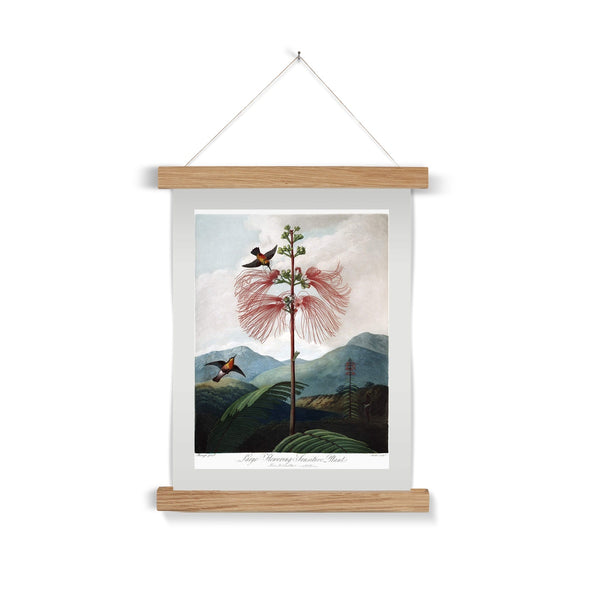 Calliandra Houstoniana Fine Art Print with Hanger