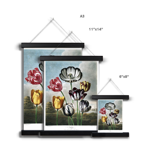 Tulips Fine Art Print with Hanger