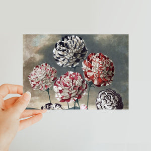 Carnations Classic Postcard