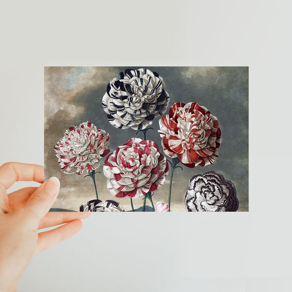 Carnations Classic Postcard