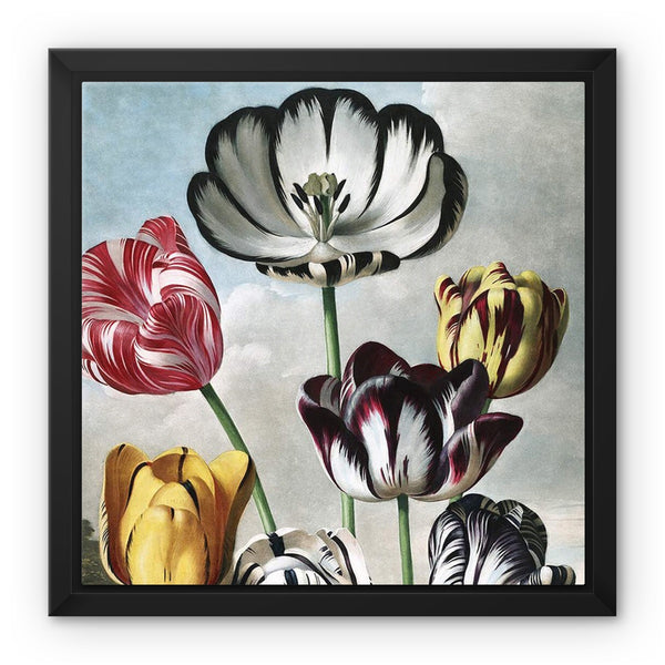 Tulips Framed Canvas