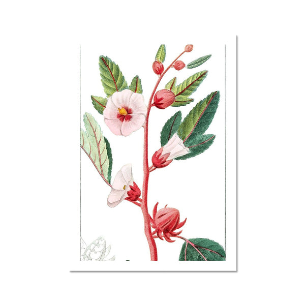 Roselle Fine Art Print