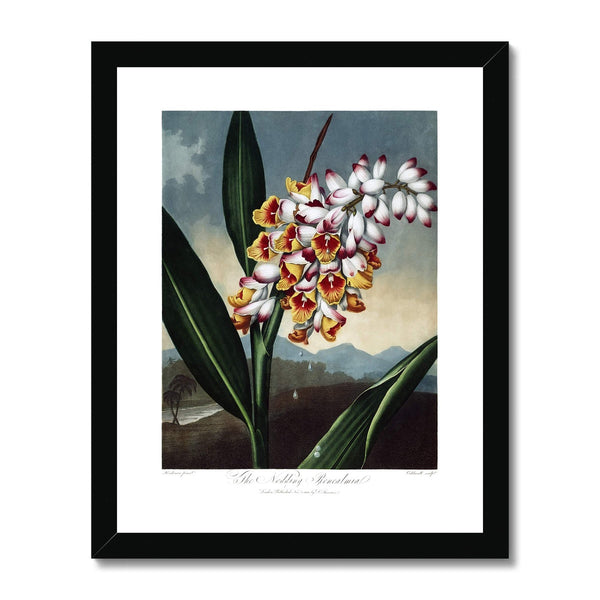 The Nodding Renealmia Framed Print