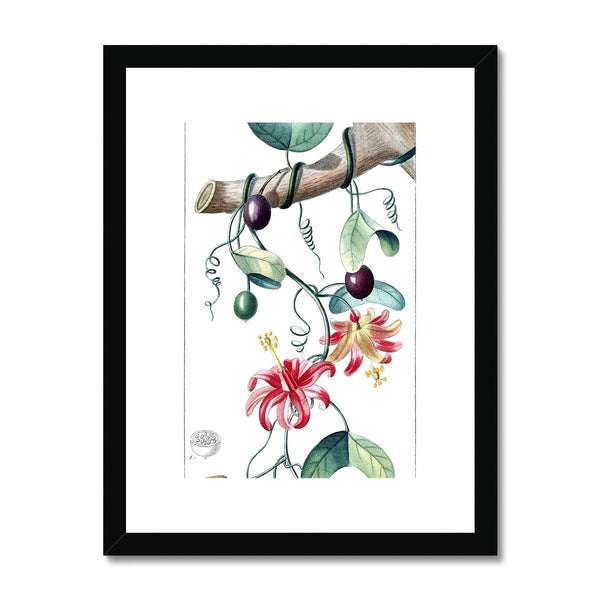 Passionvine Framed & Mounted Print