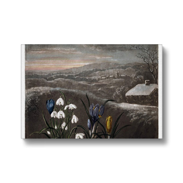 Snowdrops Canvas