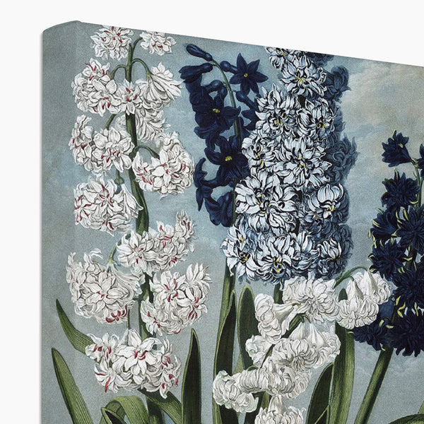 Hyacinths Canvas