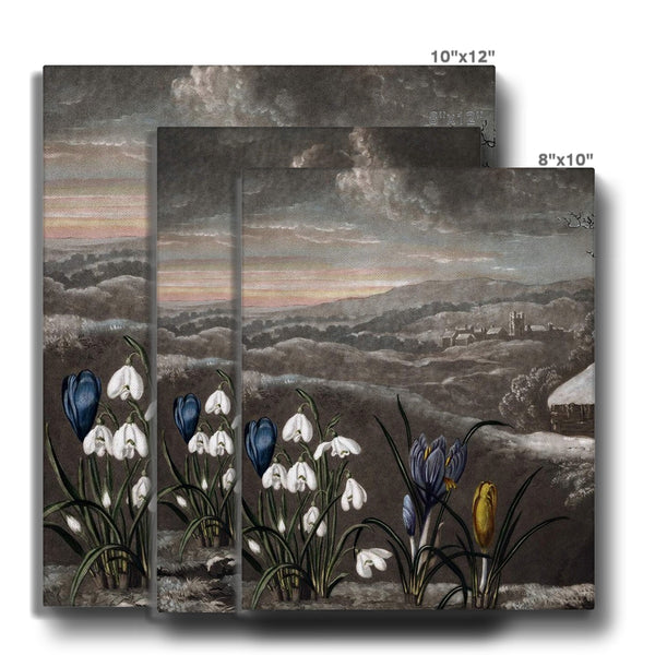 Snowdrops Canvas