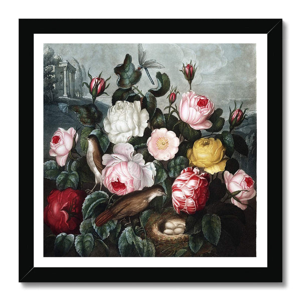 Roses Framed Print