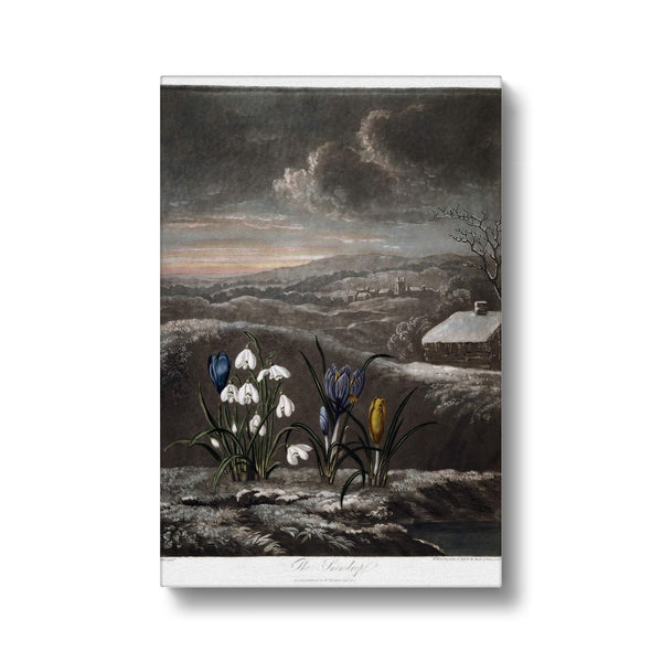 Snowdrops Canvas